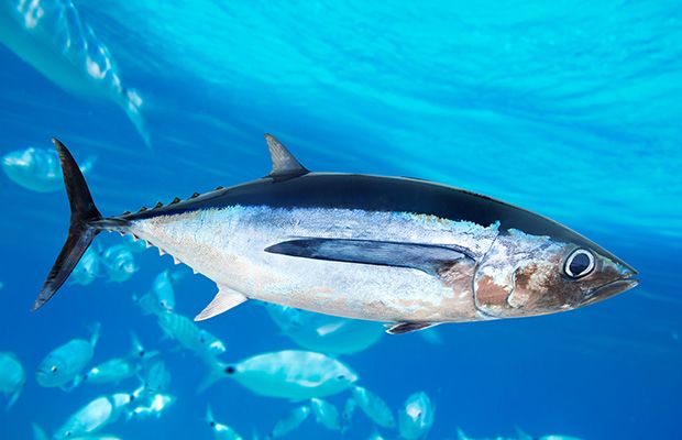tuna healthy fat
