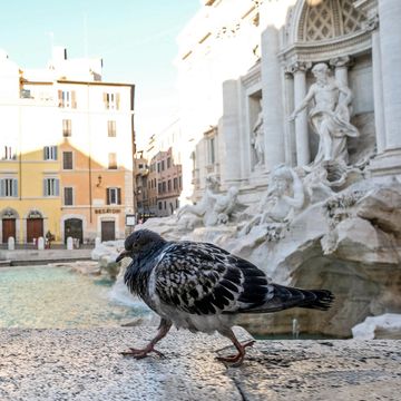 Pigeons and doves, Bird, Human settlement, Architecture, Town, Water, City, Town square, Tourism, Tree, 