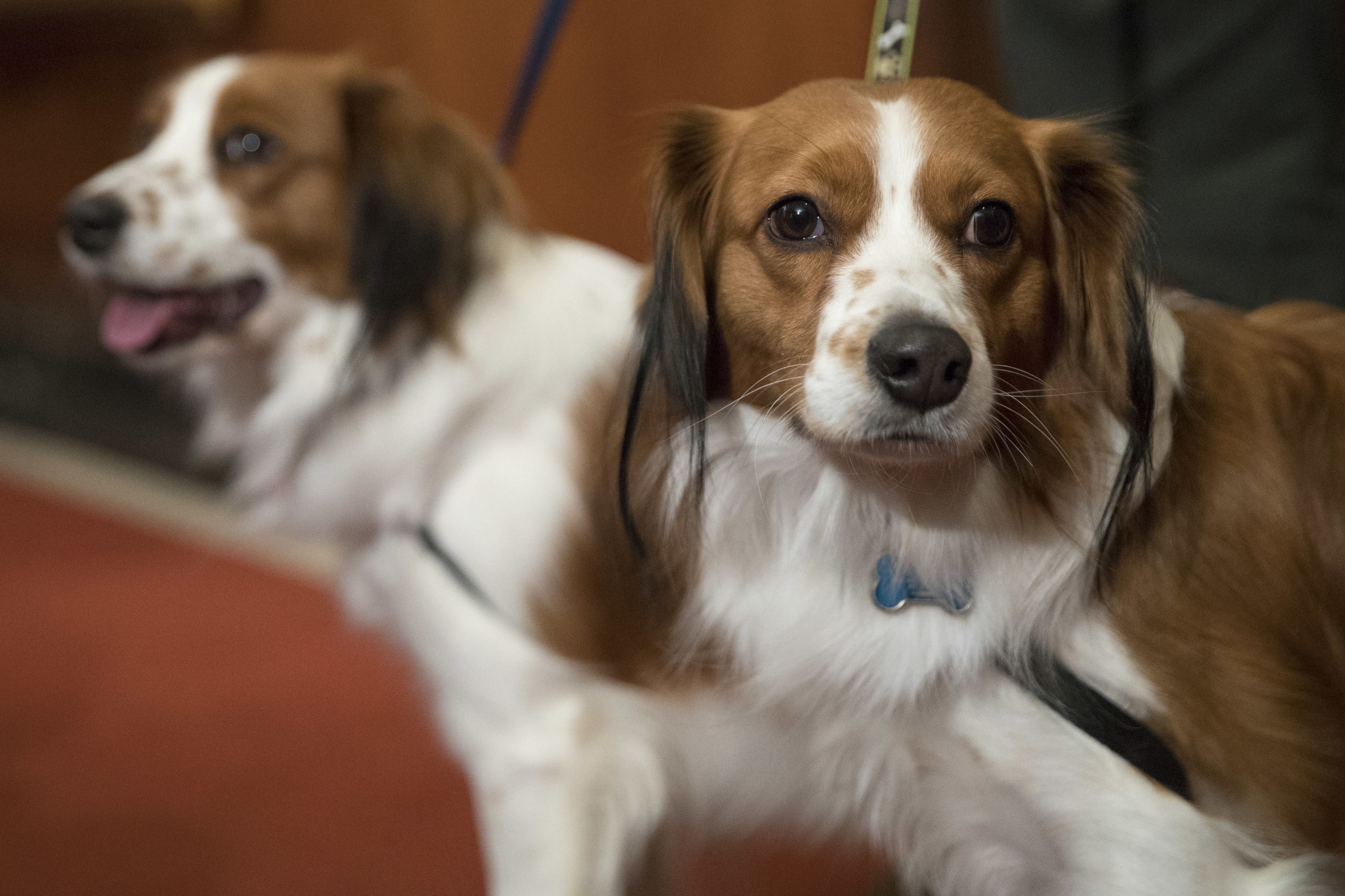 Kooikerhondje kennel sales