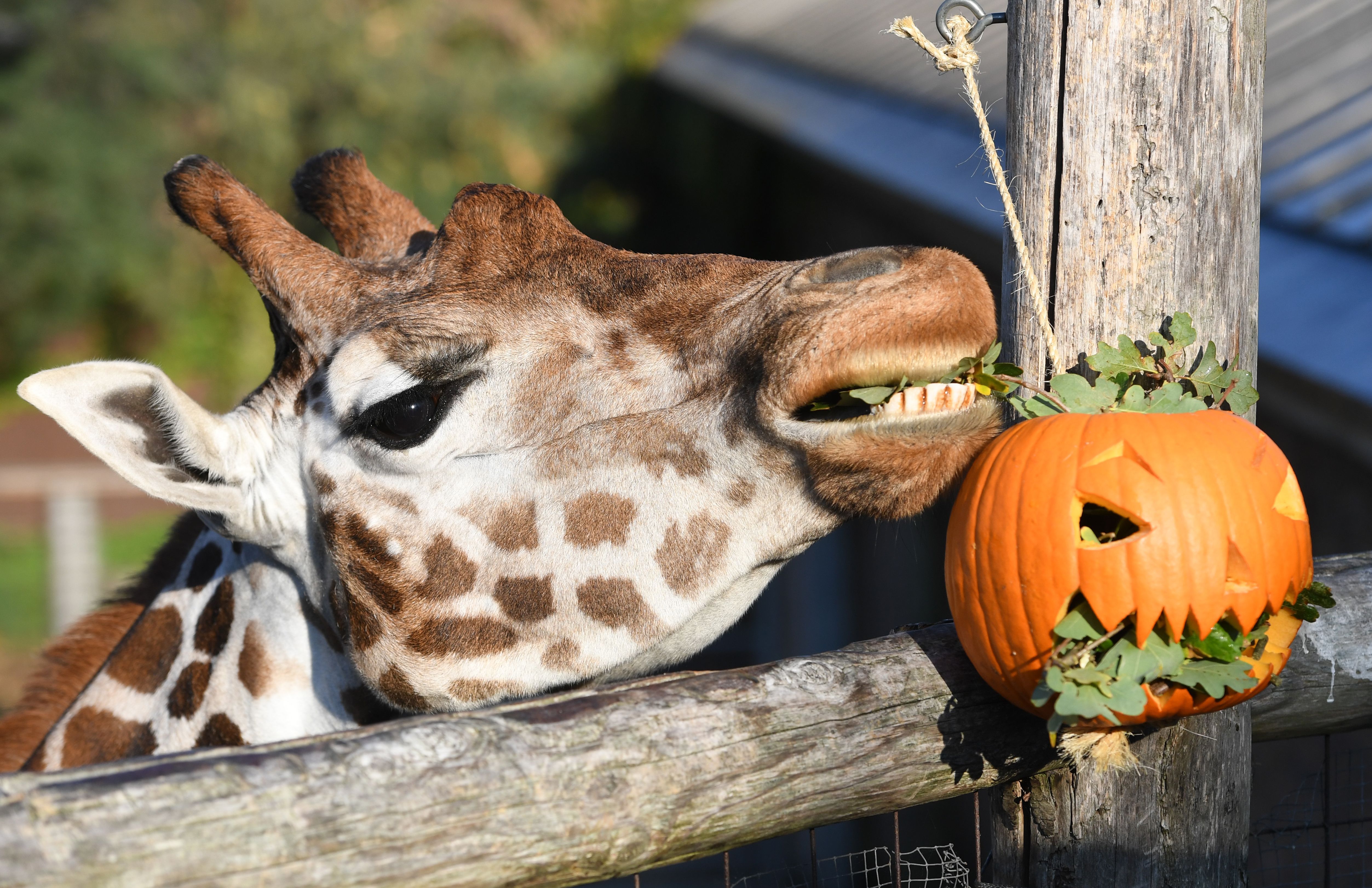 Here Are Some Extremely Cute Animals Playing With Tiny Pumpkins - London  Zoo Releases Fall Pictures Of Animals
