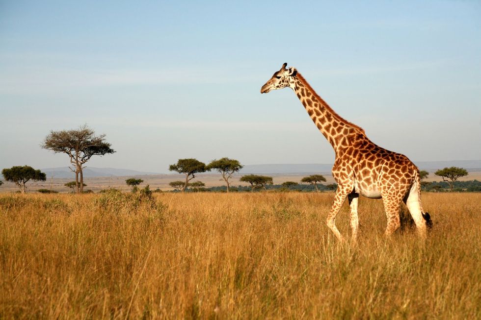Giraffe in een wildpark in Kenia