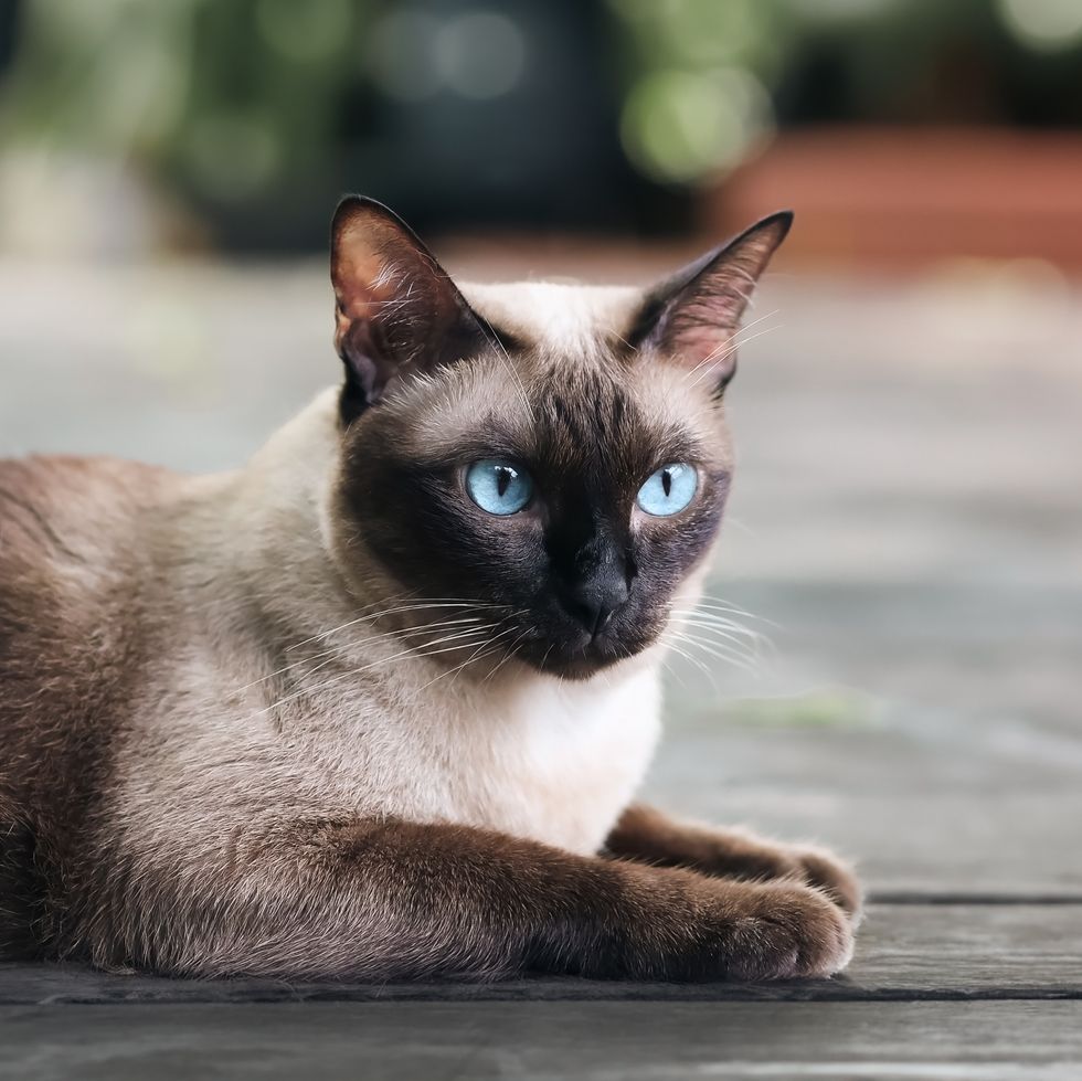 siamese cat with blue eyes sitting on wooden table with black background blue diamond cat sitting in the studiothai cat looking something