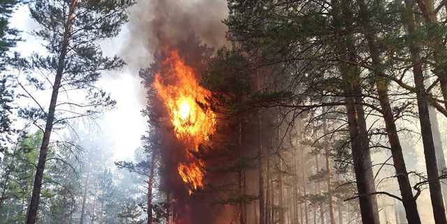 Лесные пожары видео. Пожар леса. Пожары в лесах. Лес в огне. Возгорание в лесу.