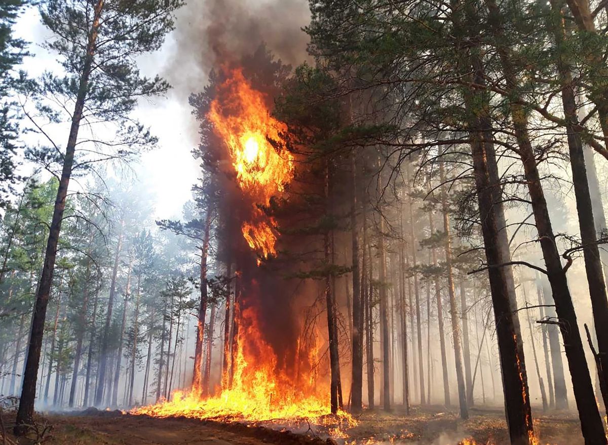 buryatia, russia   july 9, 2020 a wildfire rages in the forest buryat republican forestry agencytass photo by tass\tass via getty images