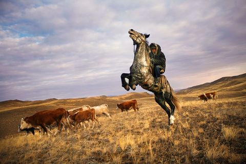 Een Toevaanse cowboy rijdt vlak bij een kudde rundvee in de buurt van Kyzyl in Siberi