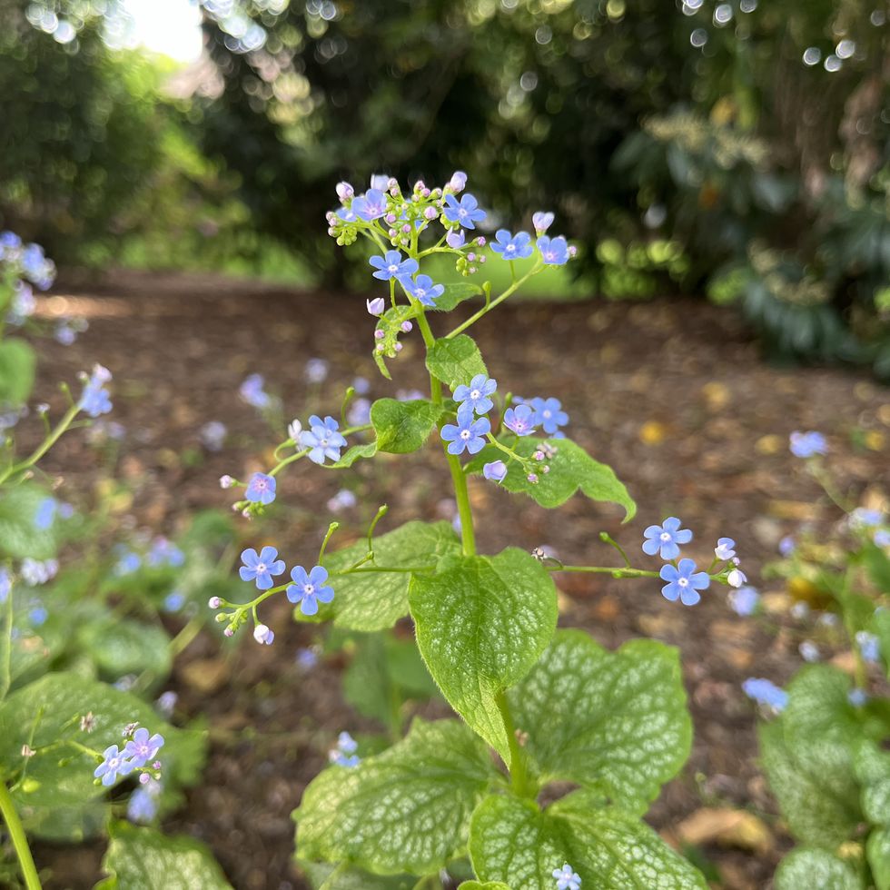 siberian bugloss with tiny blue flowers growing in a garden. brunnera macrophylla