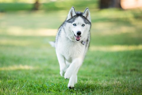 siberian husky dog running on grass outdoors