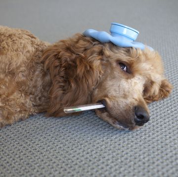 liggende hond met thermometer in zijn mond en kruik op zijn hoofd