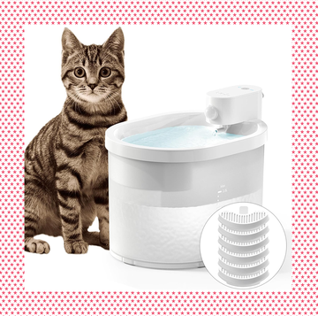 best cat water fountain uahpet wireless cat water fountain petsafe ceramic pet water fountain
