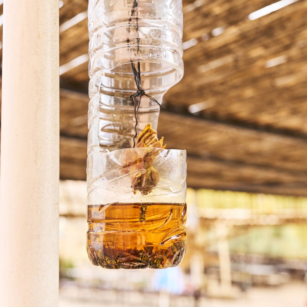 side view of a homemade wasp trap made from a plastic bottle hanging from the ceiling of a structure with an opening