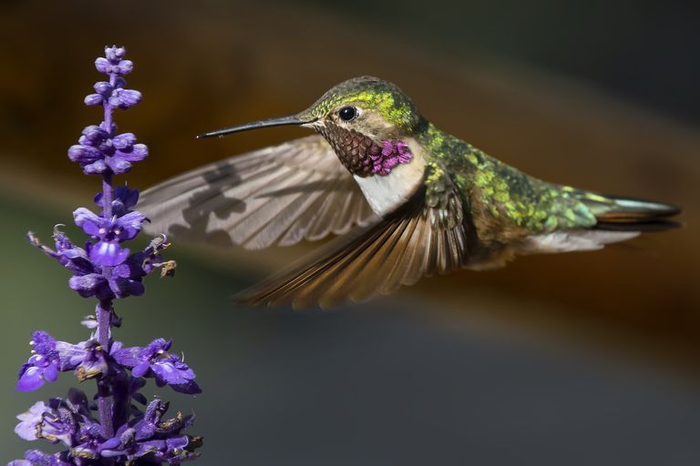 side view of broad tailed hummingbird preparing to feed