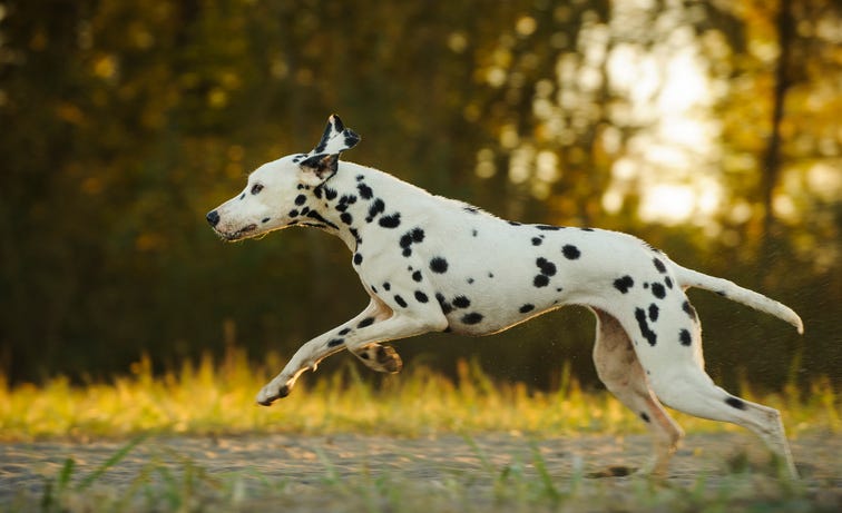 The Best Dog Breed For Your Star Sign Revealed