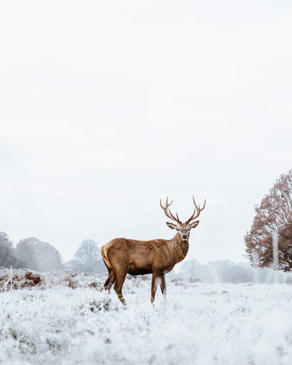 side view of deer standing on snow covered field,london,united kingdom,uk
