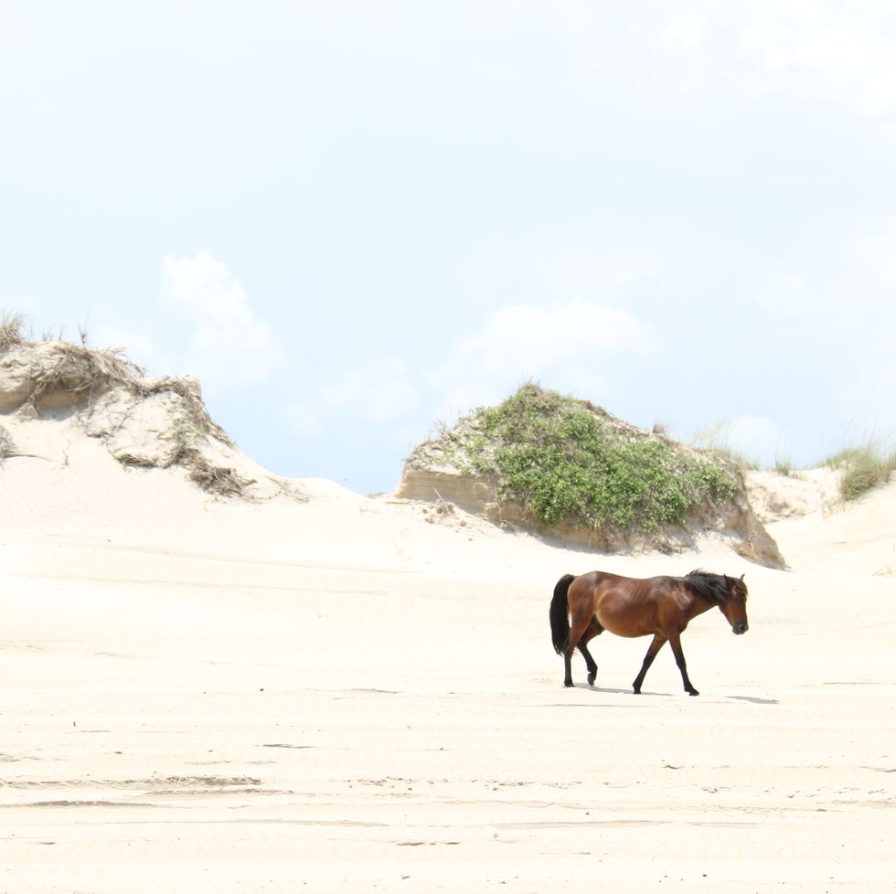 side view of horse standing on field against sky,corolla,north carolina,united states,usa