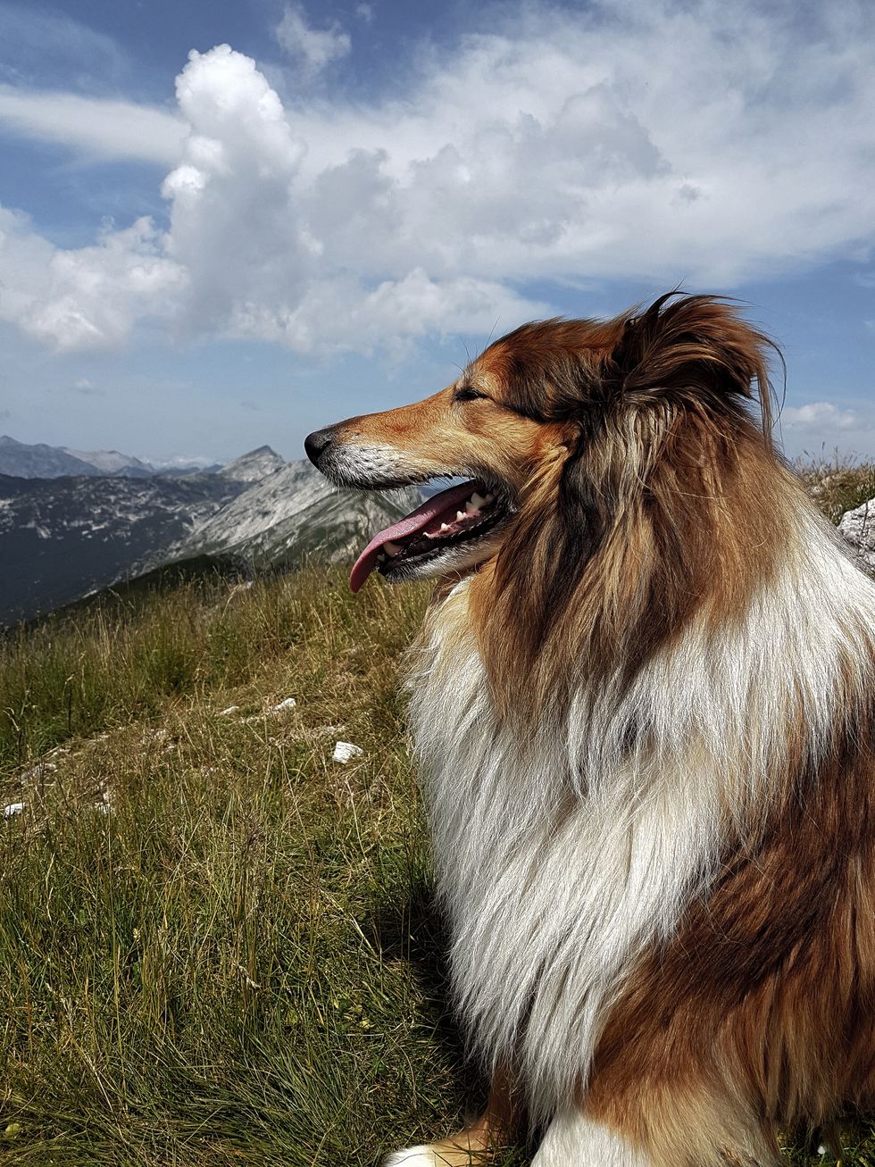 side view of panting rough collie with long brown and white hair on mountain