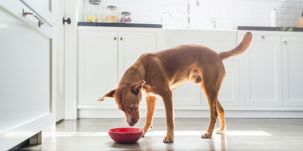 kitchen cleaning tips for pet owners