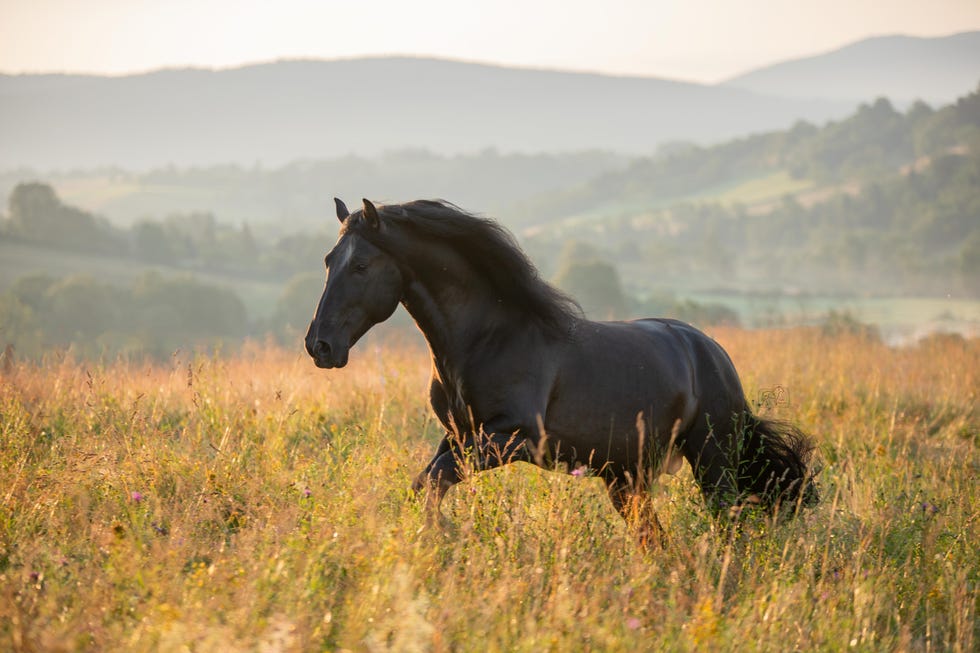 side view of thoroughbred horse standing on field