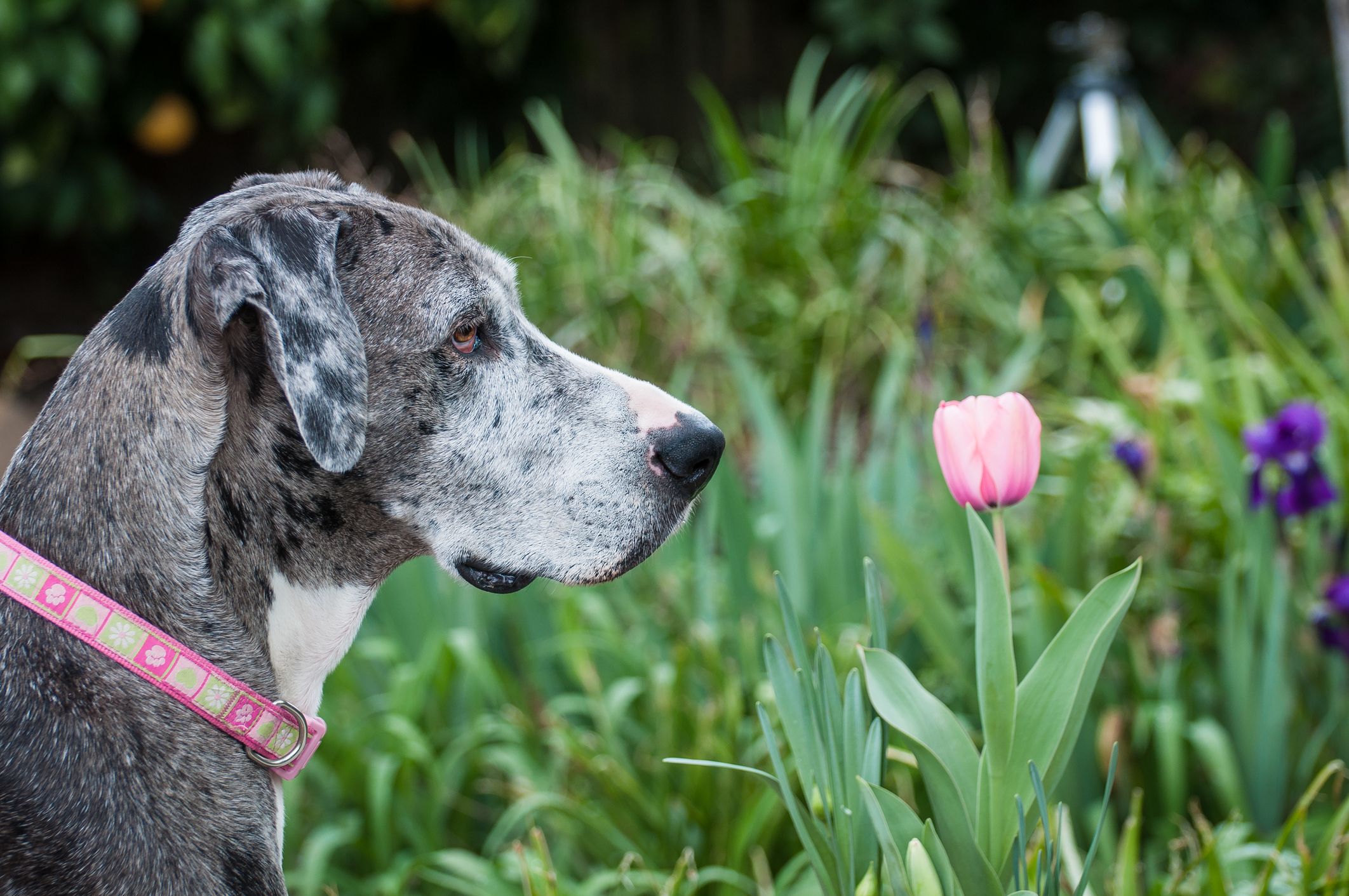 ペットにとって有害な花12選！愛犬・愛猫のため避けるべき品種とは？