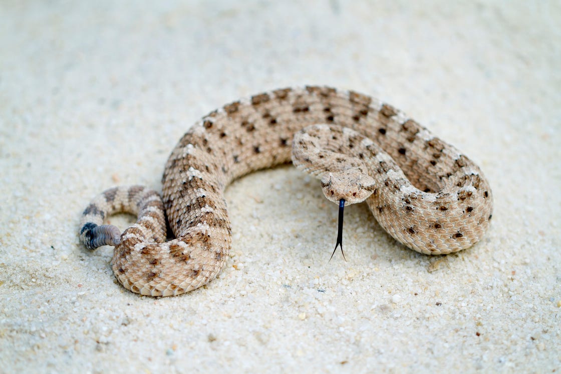 Rattlesnake Bites Mountain Biker- Mountain Biker Bitten by Snake