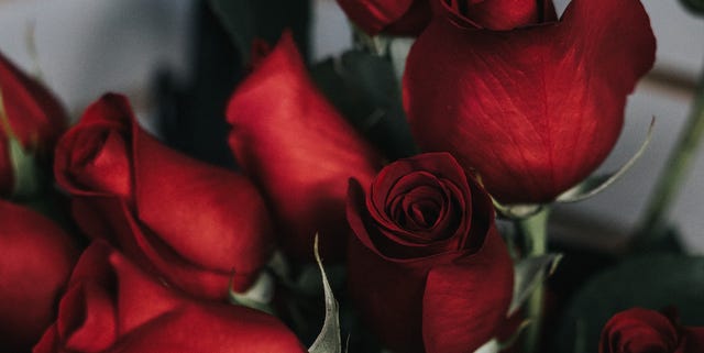 Garden roses, Red, Rose, Flower, Cut flowers, Floribunda, Petal, Rose family, Still life photography, Plant, 