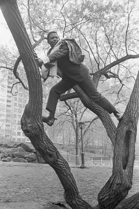 sidney poitier climbs a tree