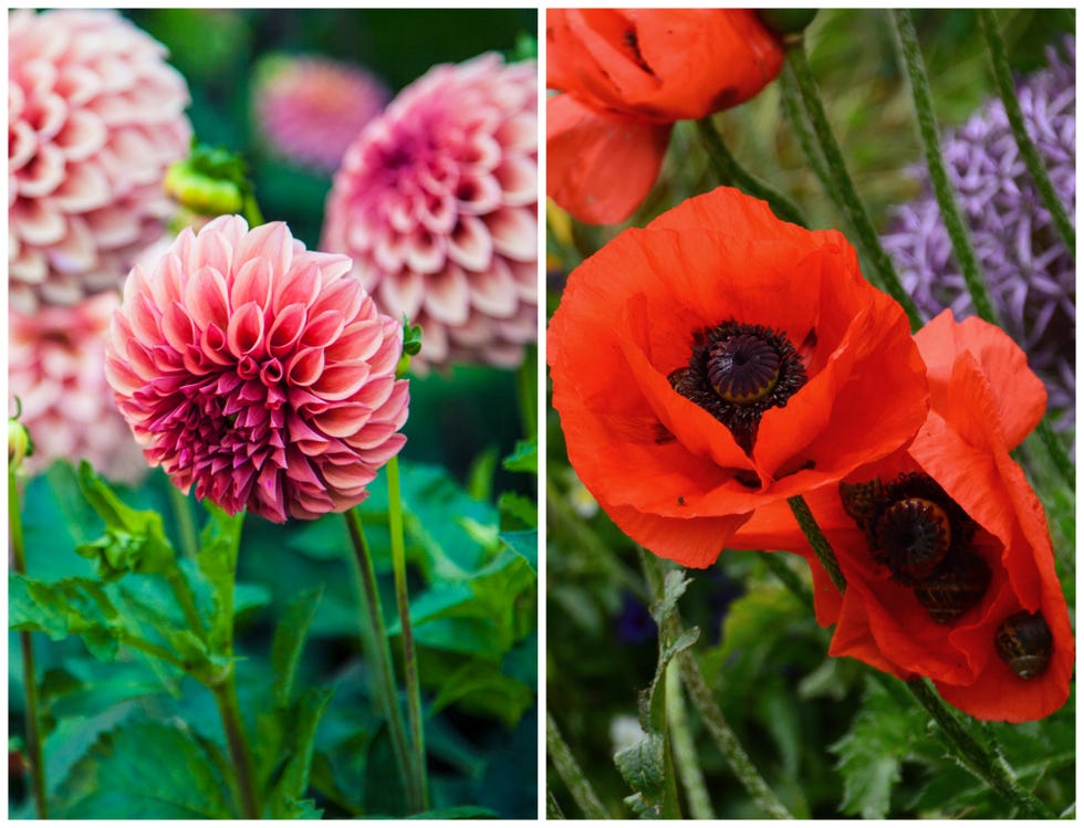 cómo crear un jardín sensorial