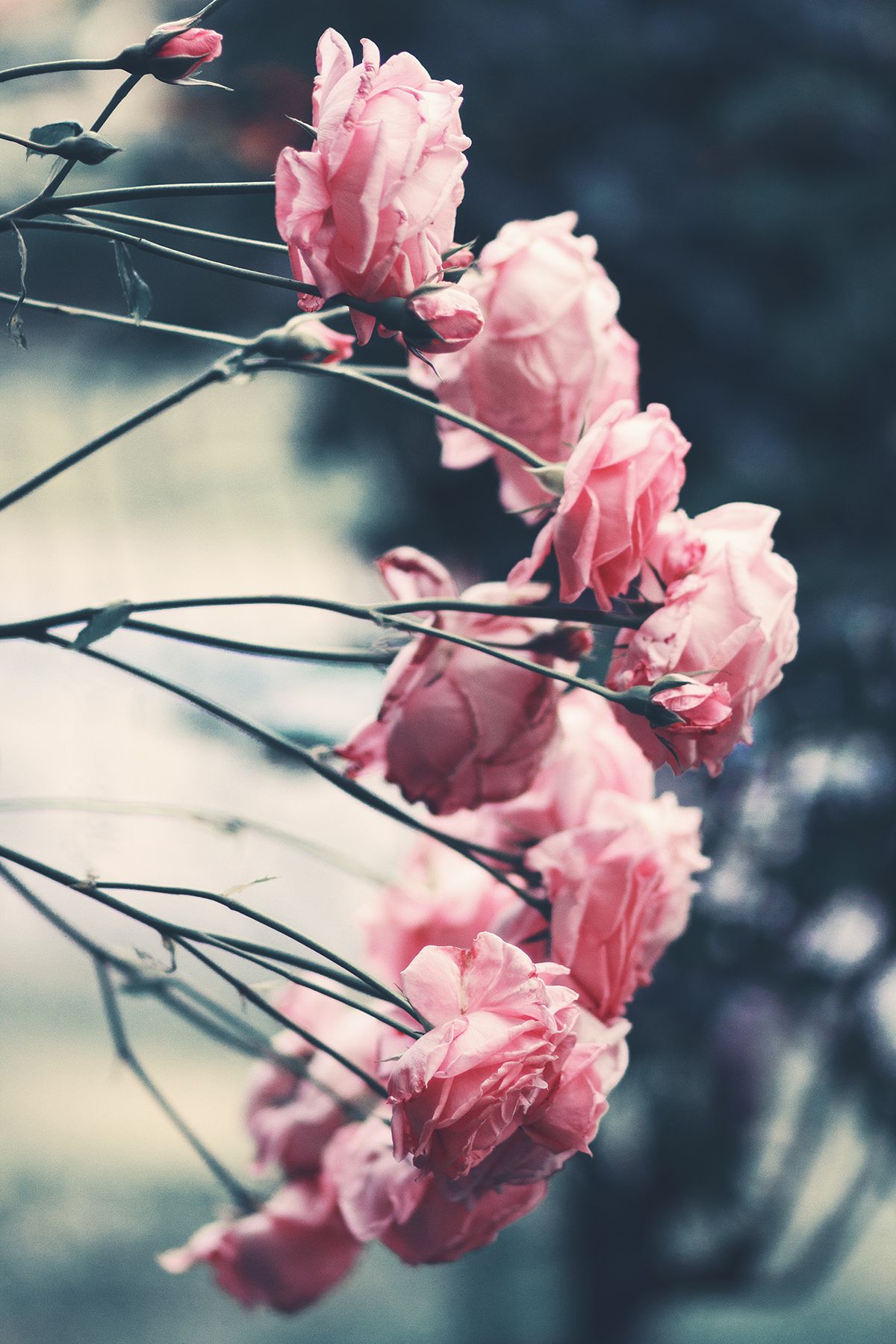 Significato dei fiori: a ogni colore di rosa il suo significato