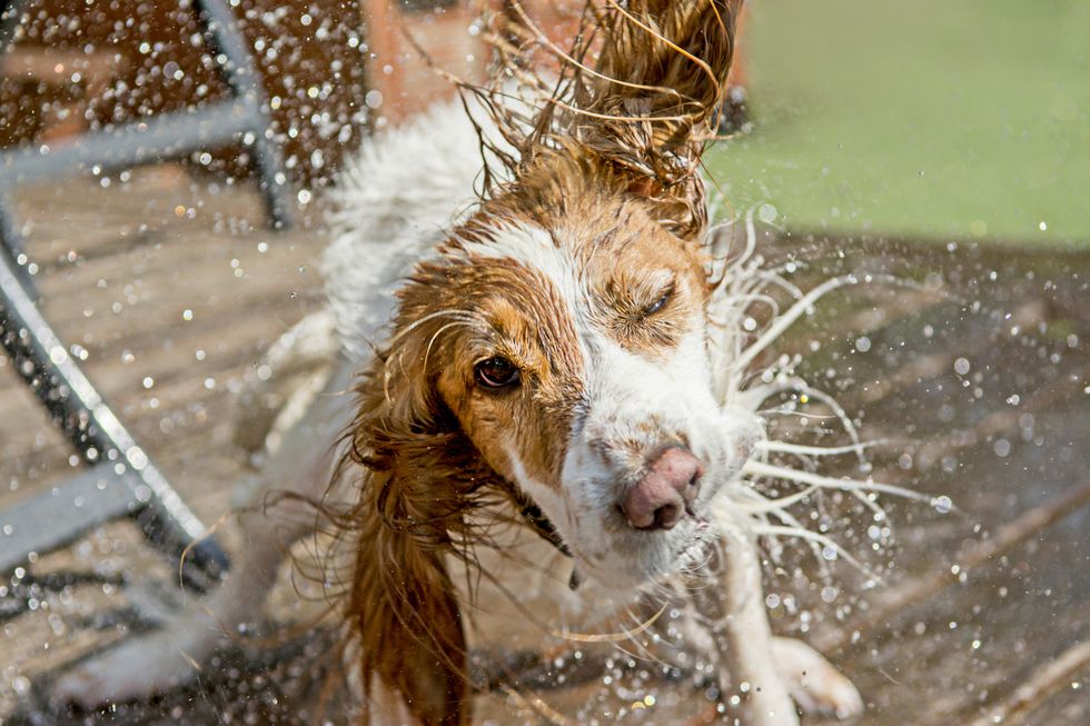 signs your dog is overheating