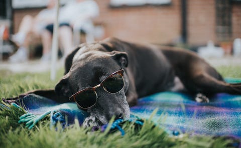 what to do if your dog is overheating