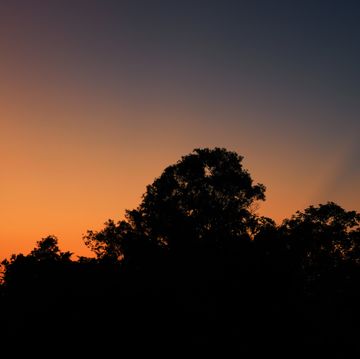 silhouette dark bush tree sunset