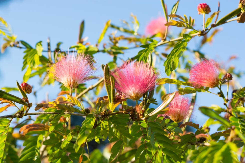 silk tree mimosa albizia julibrissin rosea
