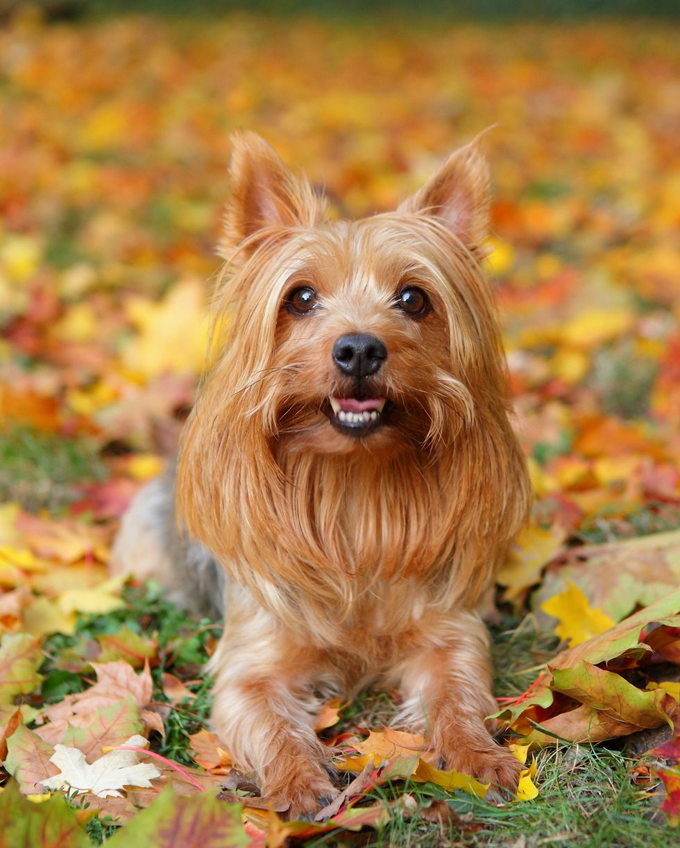 small dog breeds silky terrier