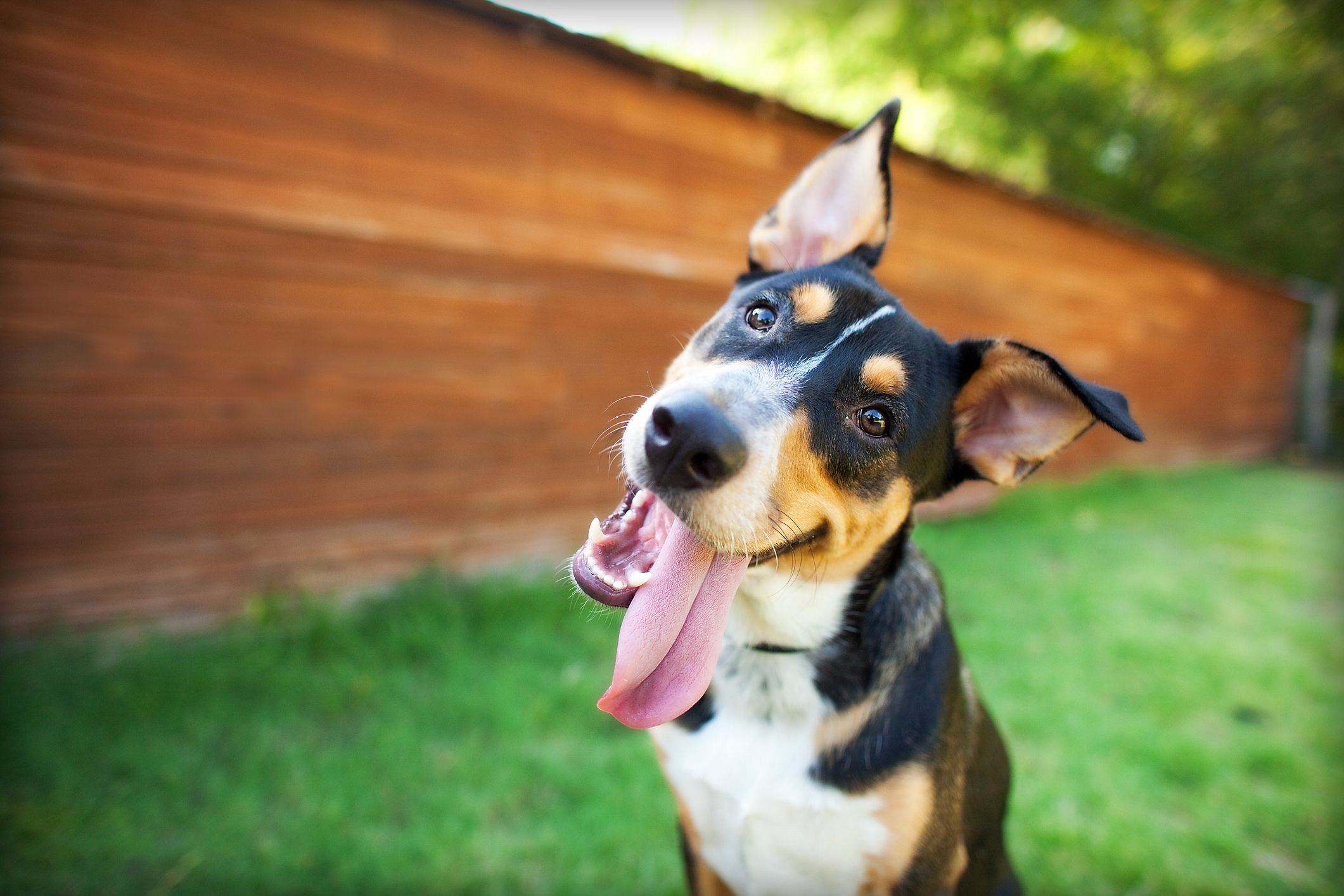 Best Boy Dog Names: 250 Unique, Cool and Classy Ideas