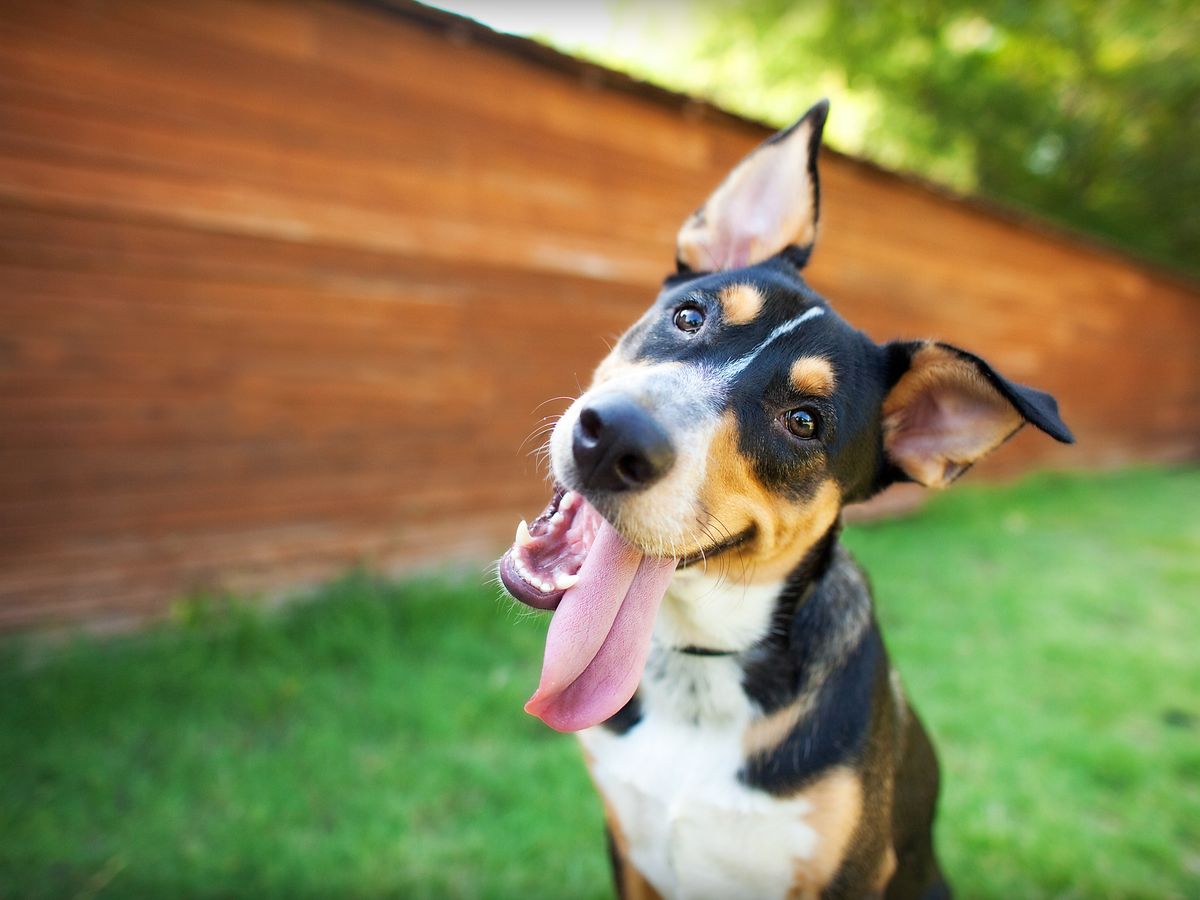 200 Best Male Dog Names And How To Teach Your Dog Their Name