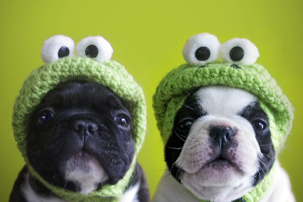 funny dogs wearing hats