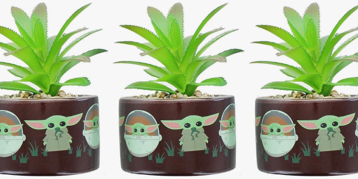 This Baby Yoda Succulent Will Force Its Way into Your Heart 