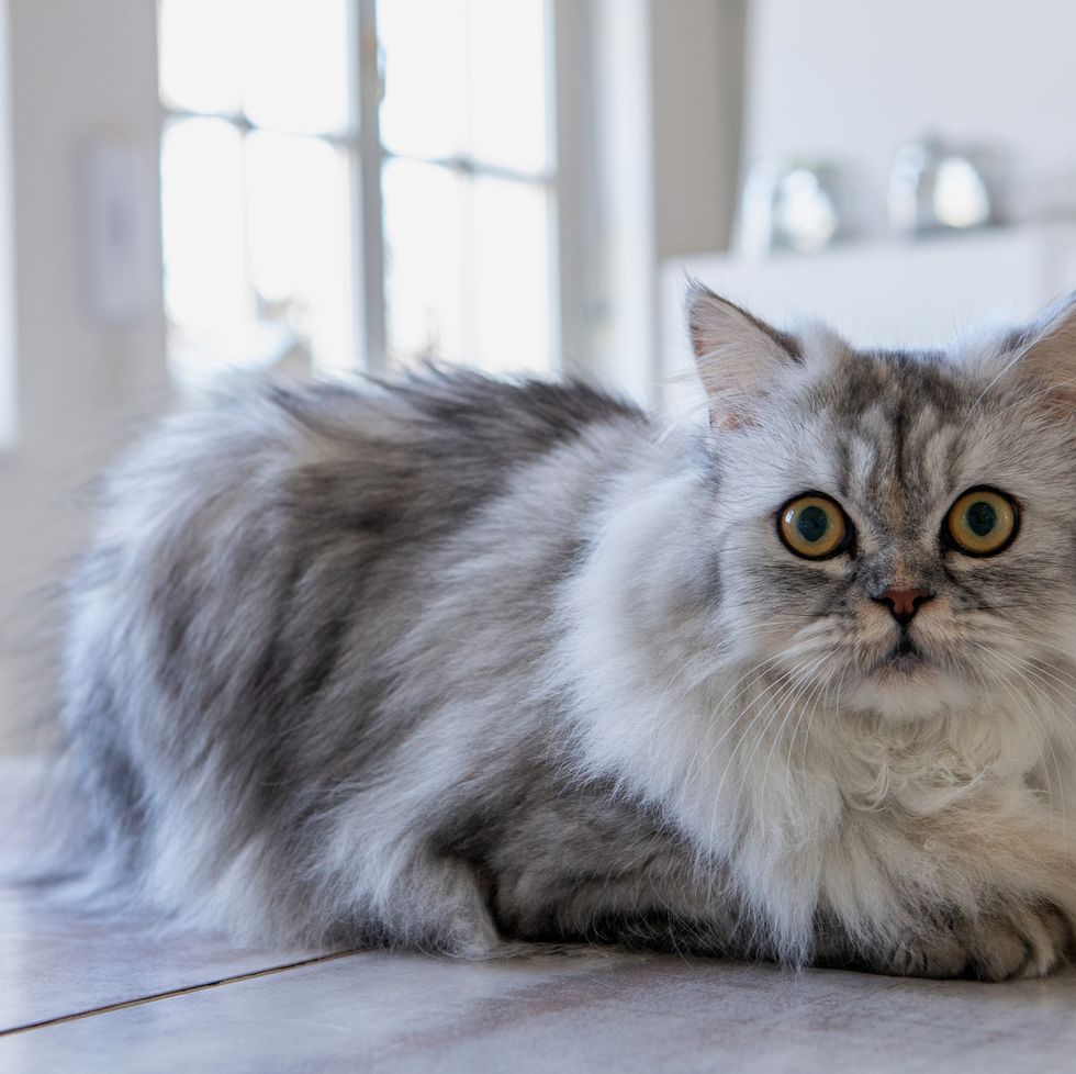 grey cat breeds persian