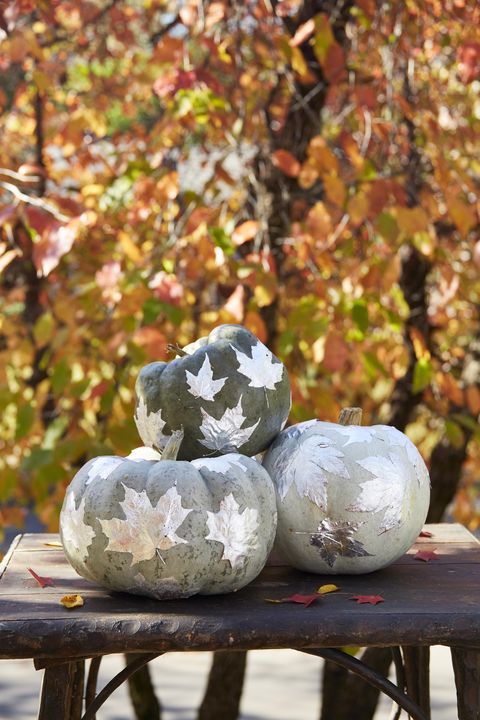 three bluish green pumpkins adorned with silver leaves, displayed on rustic wood bench with fall trees in background