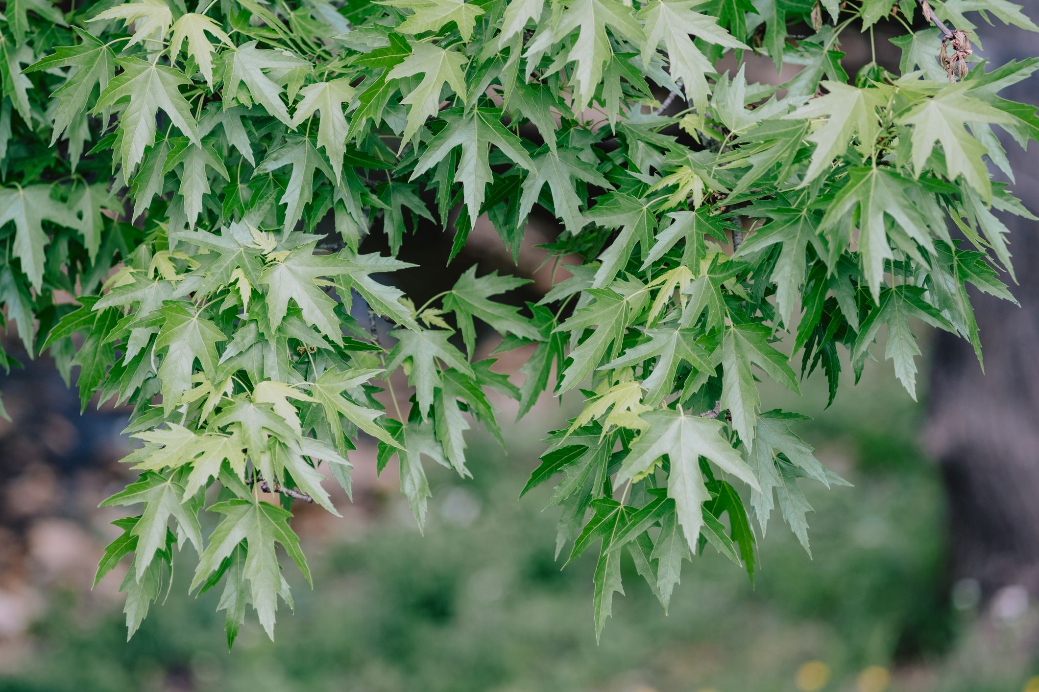 紅葉が楽しめるおすすめ庭木＆植物16選｜家の庭で美しい秋を堪能