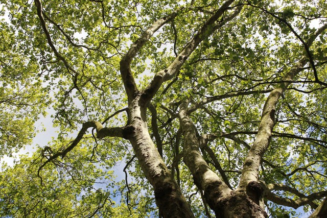 Invasive Plants UK: Trees and Plants With Invasive Roots