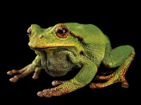 Buidelkikker Gastrotheca plumbea kwetsbaar Deze kikker uit de bergen van Ecuador leeft van bromelias en lijdt erg onder habitatverlies door landbouw en branden