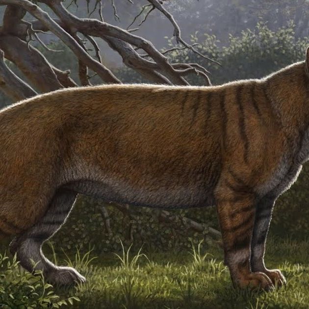 Scientists Discover Gigantic Prehistoric Cat in a Neglected Museum Drawer