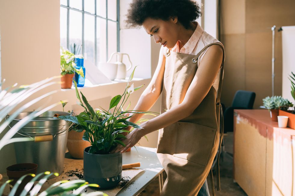 simple houseplant care tips to keep your plants healthy