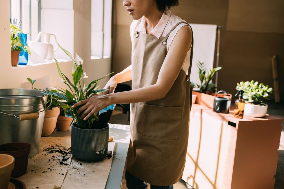 simple houseplant care tips to keep your plants healthy