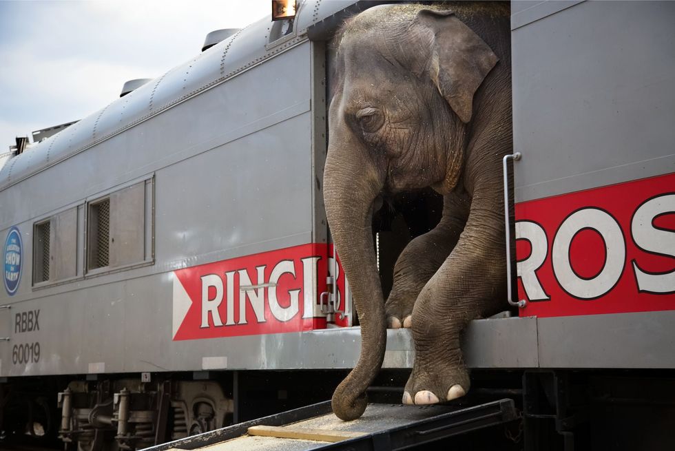 In mei 2017 voerde het Ringling Bros and Barnum  Bailey Circus zijn laatste show op De olifanten waren al eerder met pensioen gestuurd