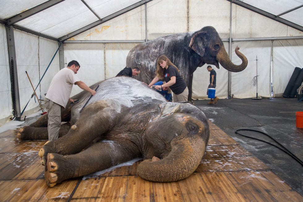 Olifanten van circus Ringling krijgen een bad tijdens een pauze tussen de voorstellingen door in 2015 Hoewel deze olifanten niet langer rondreizen zijn er nog vijftig dikhuiden die in Amerikaanse circussen optreden