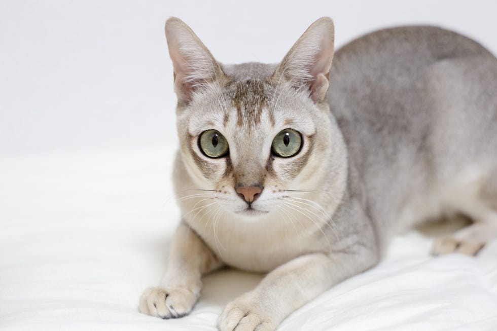 singapura cat looking into the camera