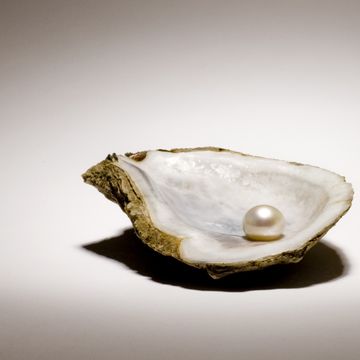 Singe pearl sitting in an oyster shell on a light background