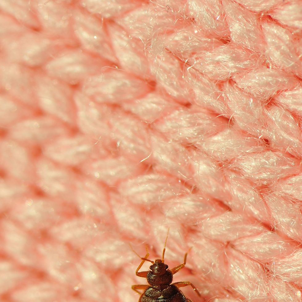 a single bed bug on a blanket fiber