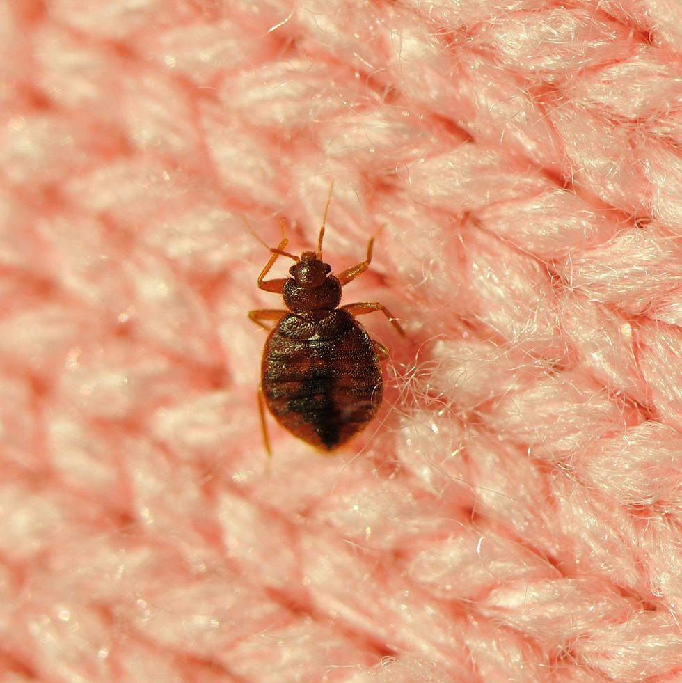a single bed bug on a blanket fiber